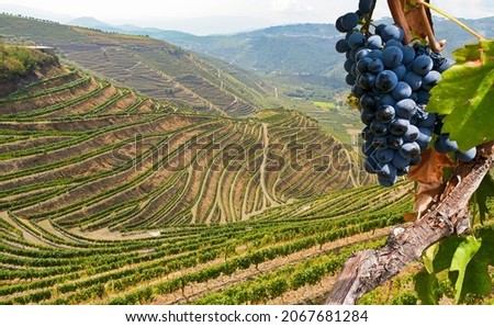Old vineyards with red wine grapes in the Douro valley wine region near Porto, Portugal Europe Royalty-Free Stock Photo #2067681284