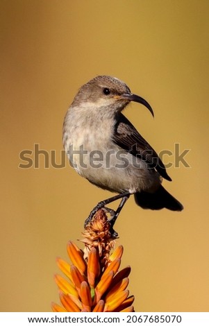 A vertical selective focus of a Mockingbird perched on a flower on a blurred background