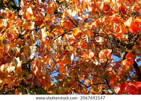 Red leaves of persimmon tree on the background of the sky in autumn