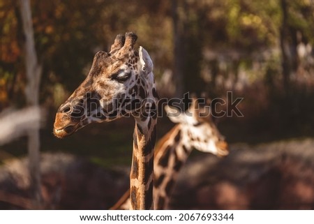A closeup shot of a giraffe in a zoo on a blurred background