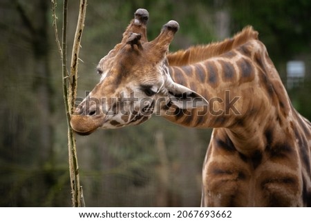 A closeup shot of a giraffe in a zoo on a blurred background