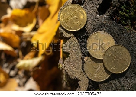 Old coins in the forest on the stump of an old tree