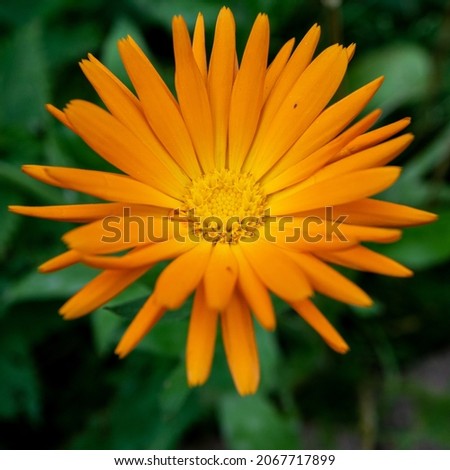 A close-up shot of a beautiful orange Calendula officinalis or pot marigold flower isolated on a green background