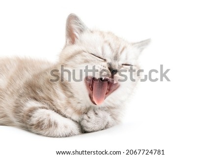 The cat opened its mouth wide. Cat with closed eyes and open mouth. Kitten is isolated on a white background.Two month old kitten. Scottish purebred cat. Royalty-Free Stock Photo #2067724781