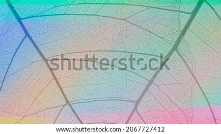 Colorful skeleton leaf leaves with a transparent shape  Look abstract from nature with a beautiful background in ultraviolet color for text.