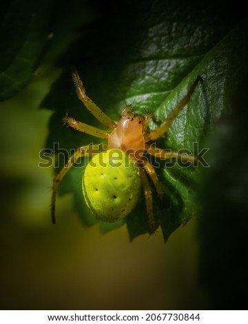 A vertical shot of a spider on green leave