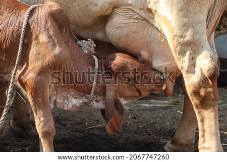 Young calf drinks milk from his mother, india