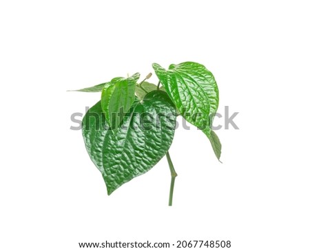 Green betel leaf isolated on the white background