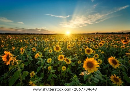 Beautiful sunset over sunflower field