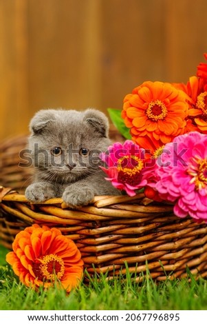A gray fold kitten lying in a basket full of multi-colored dahlias standing on the green grass of the lawn rests its paws on the edge of the basket