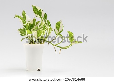 Epipremnum aureum (family Araceae) plant in white pot isolated on white background, houseplants, plant air-purifying.