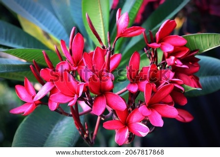Red Frangipani flower, bud and leaves 