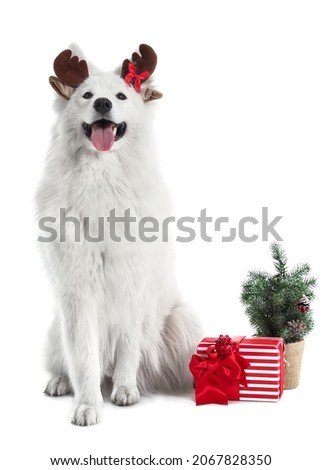 Cute Samoyed dog with Christmas gift on white background