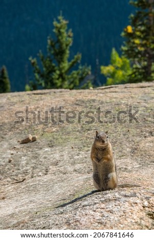 A little chipmunk posing nosy in the Rocky Mountains National Park, USA