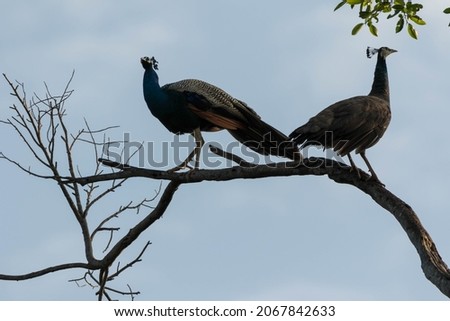 A close-up of a peacock bird with its mate on the tree.