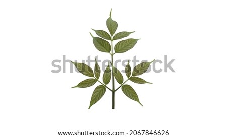 Ornamental treetops isolated on white background for illustration or other design (With Clipping Path).