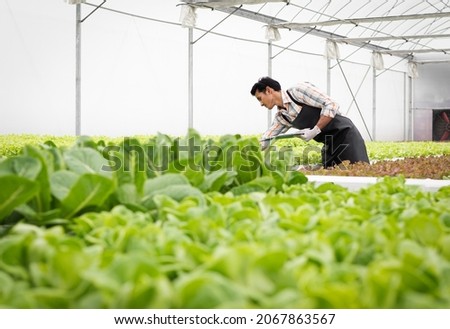 Male gardener holds clipboard inspects and records quality of green lettuce in greenhouse cultivation. Asian horticulture farmer cultivate healthy nutrition organic salad vegetables in hydroponic farm Royalty-Free Stock Photo #2067863567