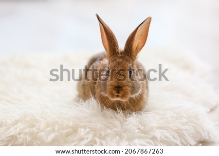 Cute rabbit on fluffy rug in room