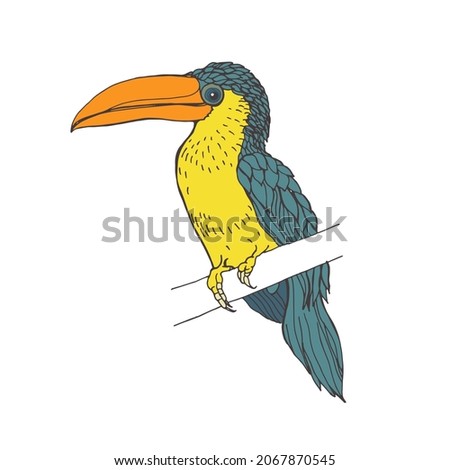 Curl-crested aracari with long beak. Tropical curly bird. Realistic drawing of exotic Amazonian jungle feathered animal on branch. Colored drawn vector illustration isolated on white background