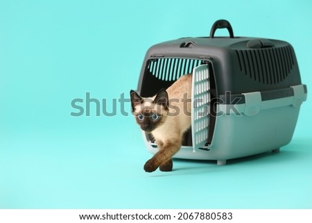 Cute Thai cat in carrier on color background Royalty-Free Stock Photo #2067880583