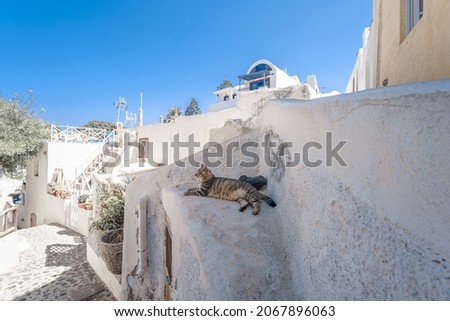 A wild cat on the roof in Santorini, Greece