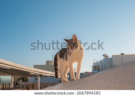 A cat on the roof