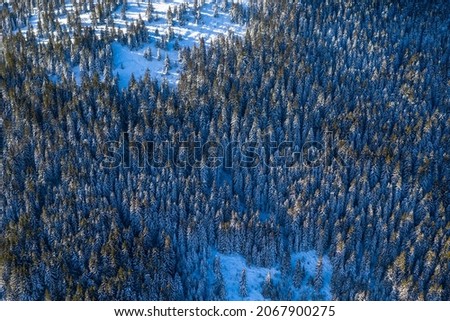 Trees covered with hoarfrost and snow.Winter wonderland, spruce tree forest covered with fresh snow.Thick pine textura