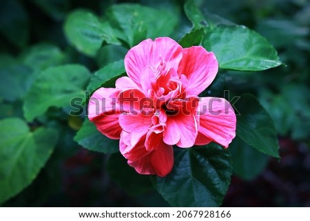 Double pink hibiscus flower with green leaves background