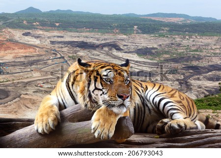 Tiger looking something on timber with the background is coal mining.