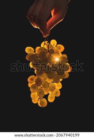 A hand holds grapes in the air on a black background. Volumetric winery. A bunch of green bush grapes with copy space.
 Royalty-Free Stock Photo #2067940199