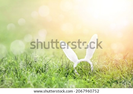 Rabbit white ears in natural green grassland landscape in summertime with selective focus, wallpaper. Easter background for postcards with copy space.