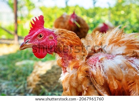 Sick hen with dropped feathers. Chicken lice in hens. Unhealthy chicken portrait.