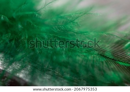 Feather green colors, macro photo. abstract background.