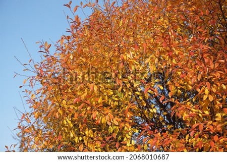 A beautiful axial tree with yellow foliage against a blue sky. Copyspace