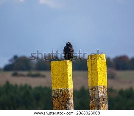 a black crow (Corvus) sitting on top of a yellow wooden tank crossing marker pole