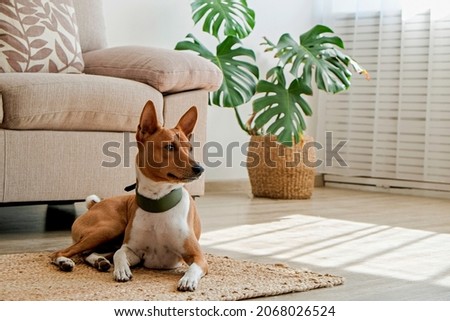 Cute Basenji dog with big ears laying on a wicker rug. Small adorable doggy with red and white markings resting on a carpet at home. Close up, copy space for text, interior background. Royalty-Free Stock Photo #2068026524