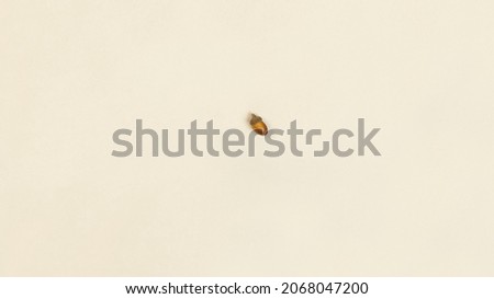 Minimalistic photo painting with acorn in trendy brown - beige color with an autumn motif