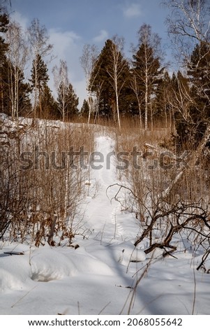 Winter road in the forest. Snowmobile footprints.
