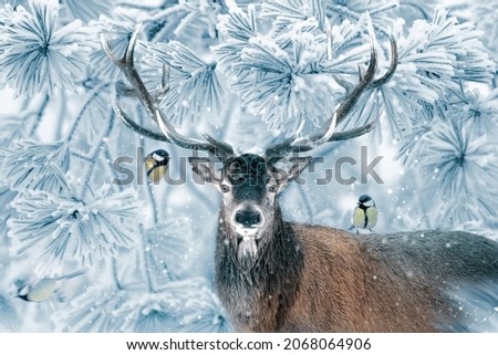 Winter fantastic postcard. Red deer and little tits in a fairy-tale snowy forest. Christmas image. Winter wonderland.