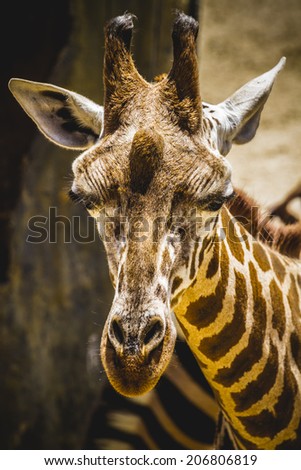 funny beautiful giraffe in a zoo park