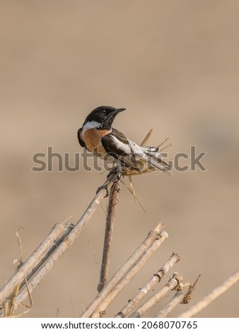The handsome male White-tailed Stonechat fanning its diagnostic white tail feathers Royalty-Free Stock Photo #2068070765