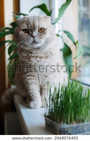 Cute Scottish fold cat sitting near catnip or cat grass grown from barley, oat, wheat or rye seeds. Cat grass is grown indoors for household pets. Cat tasting grass near flower pot on window at home.