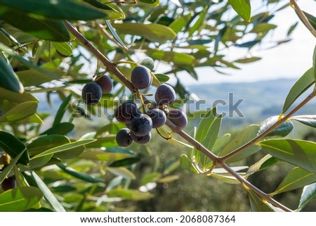 Red and green olive on tree in tuscany italy - Fresh olive Oil
