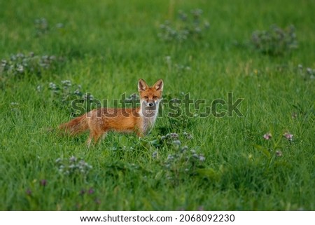 Young red fox on mountain meadow facing the camera, Vulpes vulpes, Slovakia