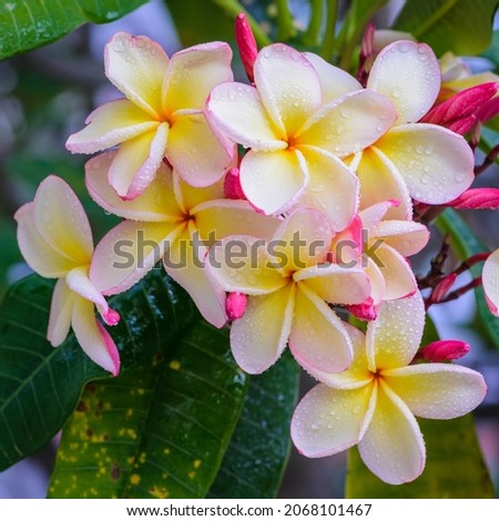 Plumeria or frangipani flowers commonly found in south east asian countries such as Singapore, Thailand and Indonesia and Hawaii.
