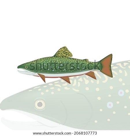 trout fish fish vector drawing illustration