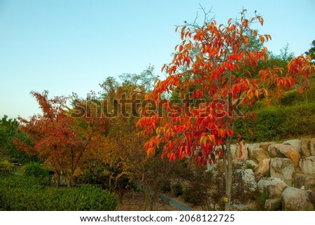 This is a picture of autumn plant leaves taken at a botanical garden in Korea.