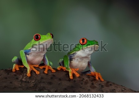 A pair of Red-eyed Tree Frog (Agalychnis callidryas) on wood.