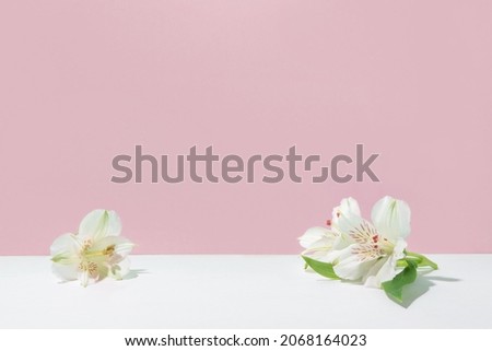 Natural pink background with white flowers. Mockup for cosmetic products. Front view, Copy space for text.