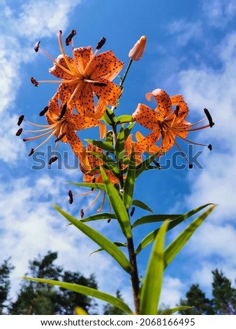 View from below of a flowering Lily lanceolate-tiger lily (Latin Lilium lancifolium Thunb (Lilium tigrinum Ker-Gawl.) in raindrops against a blue sky with clouds.